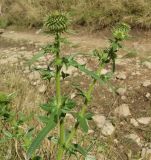 Cirsium ciliatum. Верхушка растения с развивающимися соцветиями. Ставропольский край, окр. г. Кисловодск, Берёзовское ущелье, луг. 15.09.2018.