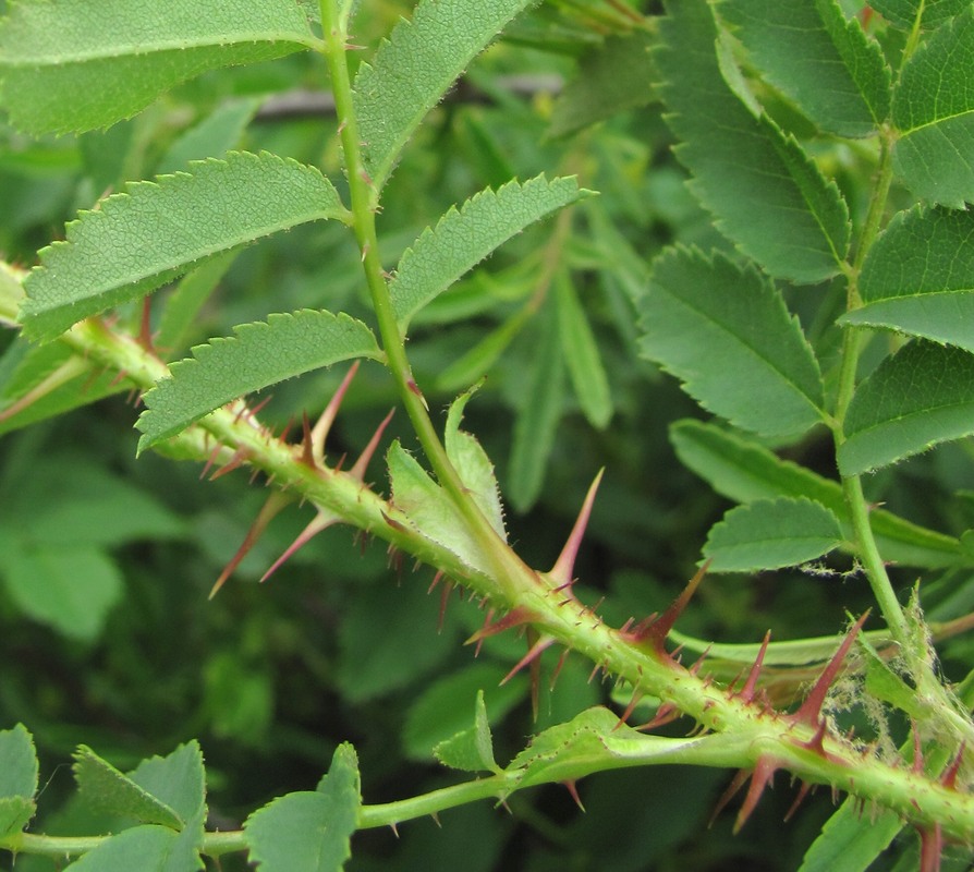 Image of Rosa spinosissima specimen.