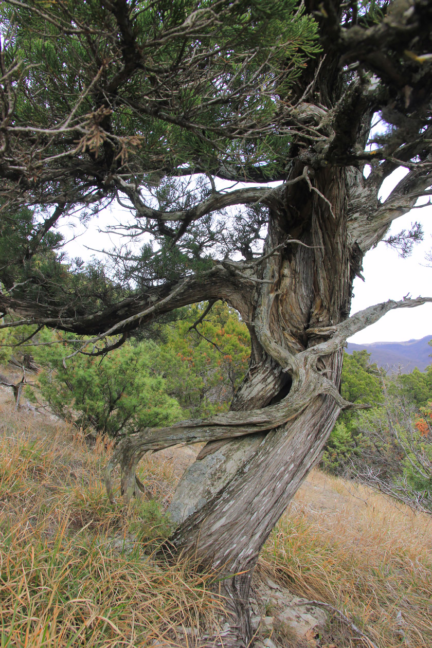 Image of Juniperus foetidissima specimen.