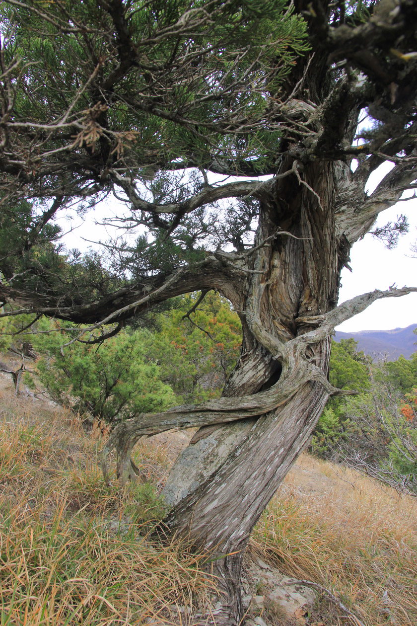 Изображение особи Juniperus foetidissima.