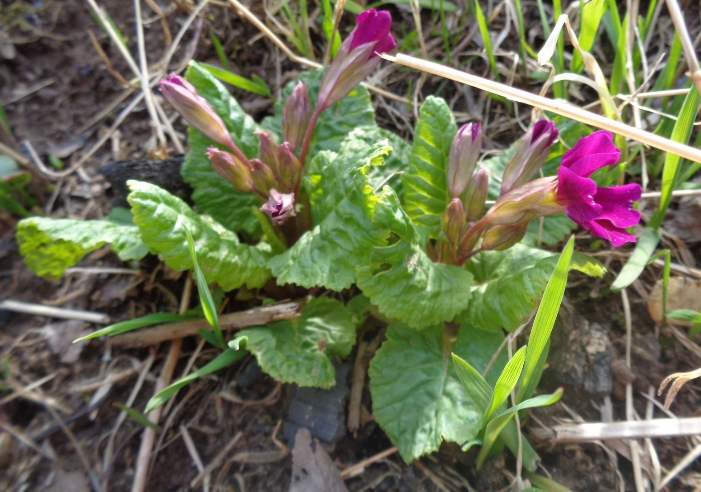 Изображение особи Primula &times; polyantha.