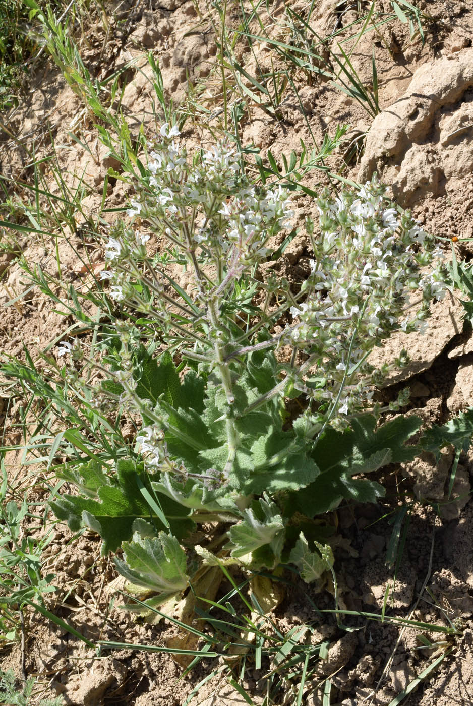 Image of Salvia aethiopis specimen.