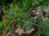 Vicia nervata