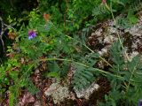 Vicia nervata