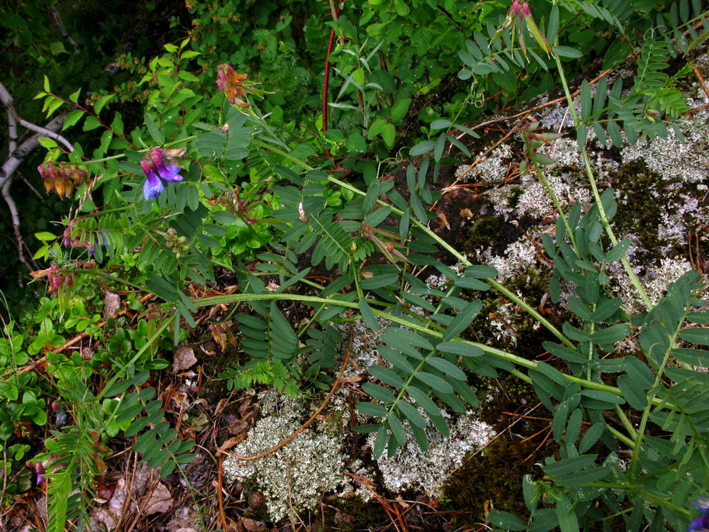 Изображение особи Vicia nervata.