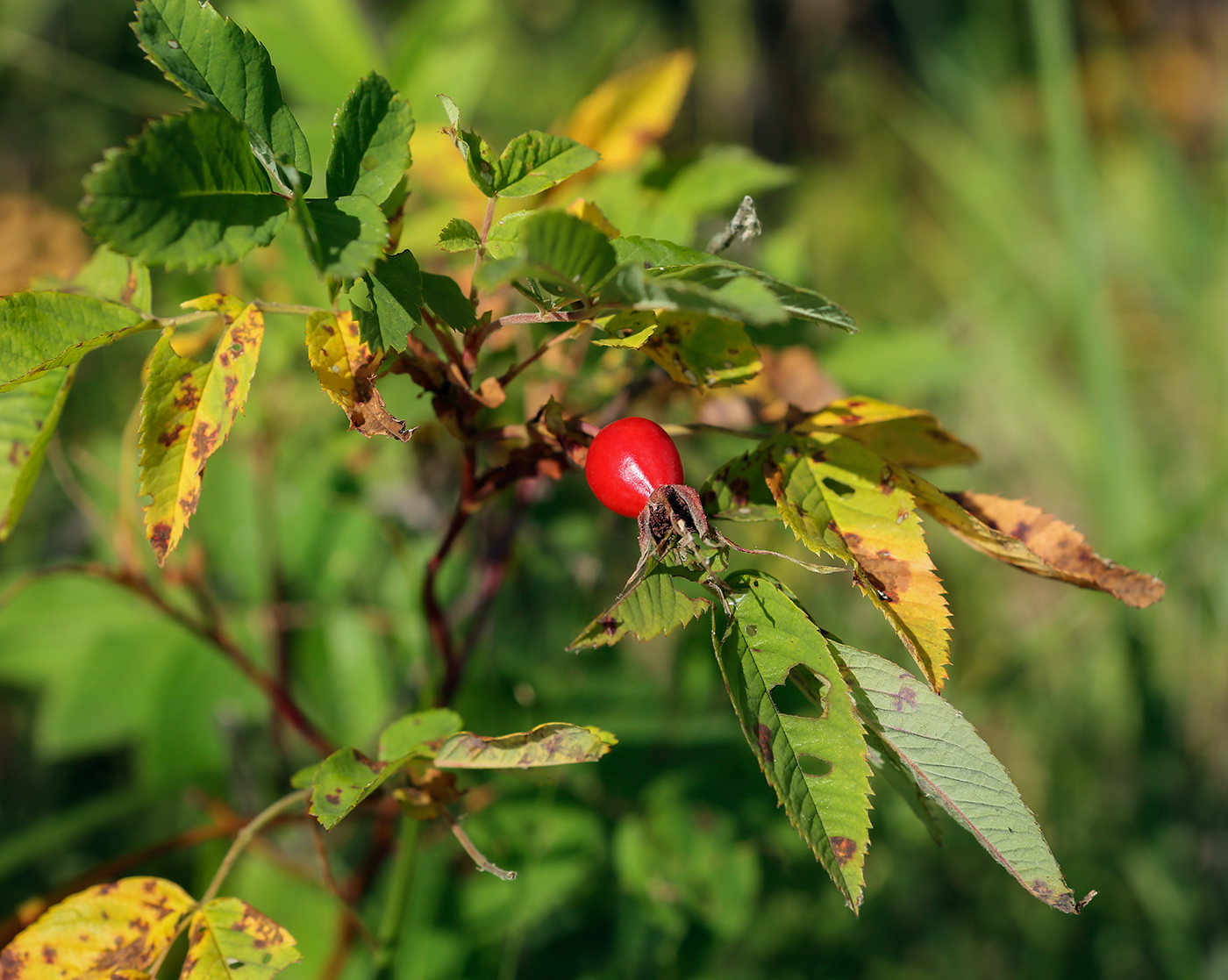 Image of Rosa cinnamomea specimen.