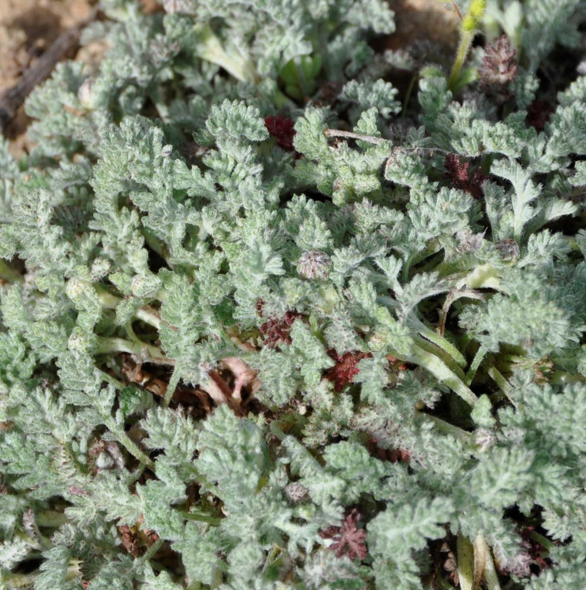 Image of Anthemis plutonia specimen.