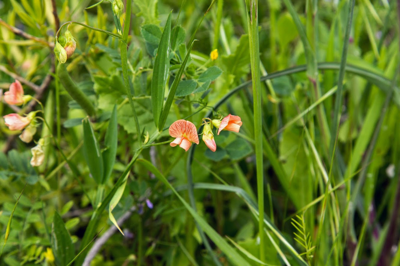 Изображение особи Lathyrus blepharicarpus.