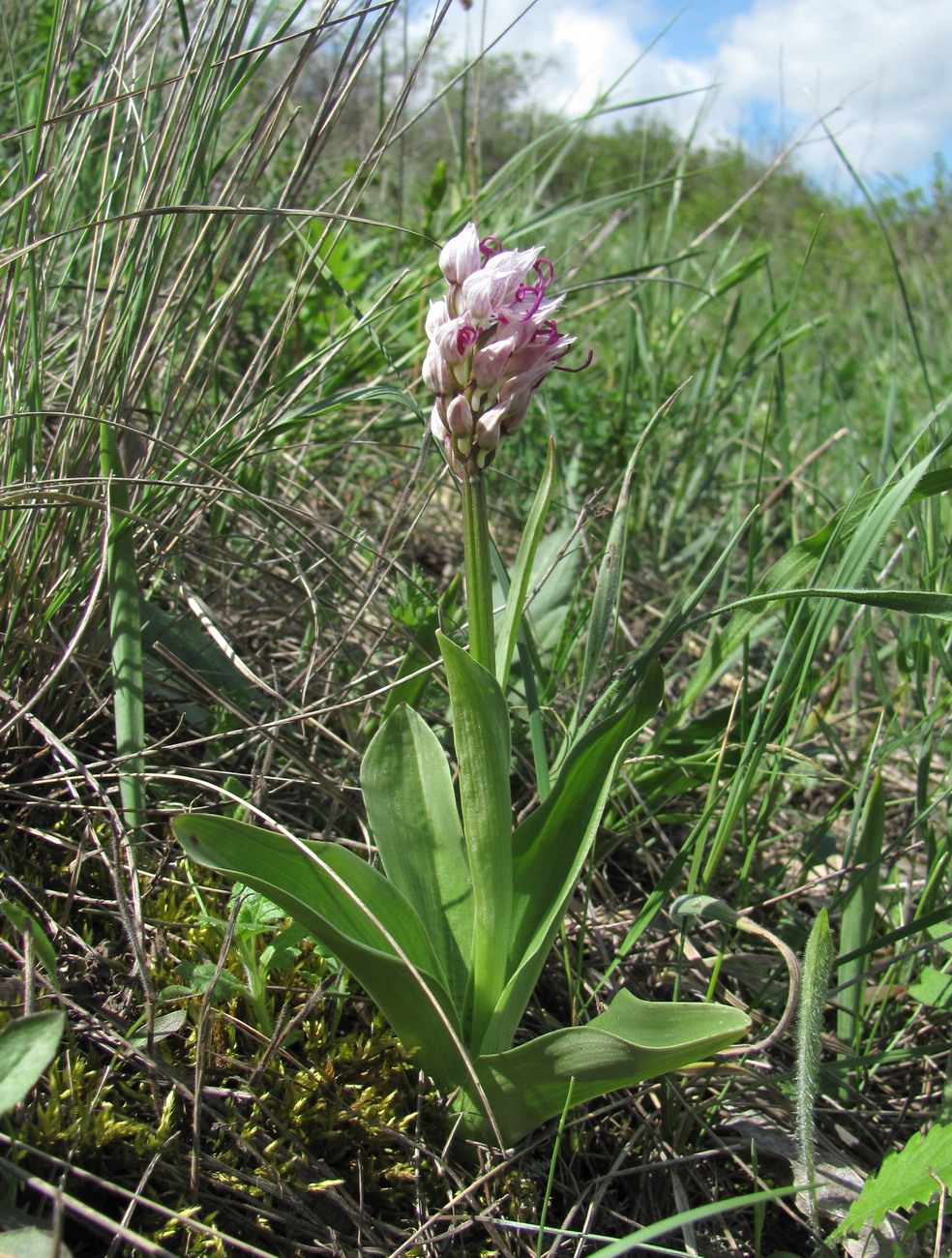 Image of Orchis simia specimen.