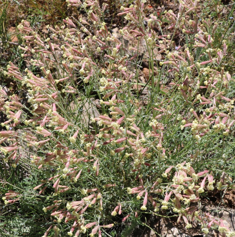 Image of Silene spergulifolia specimen.