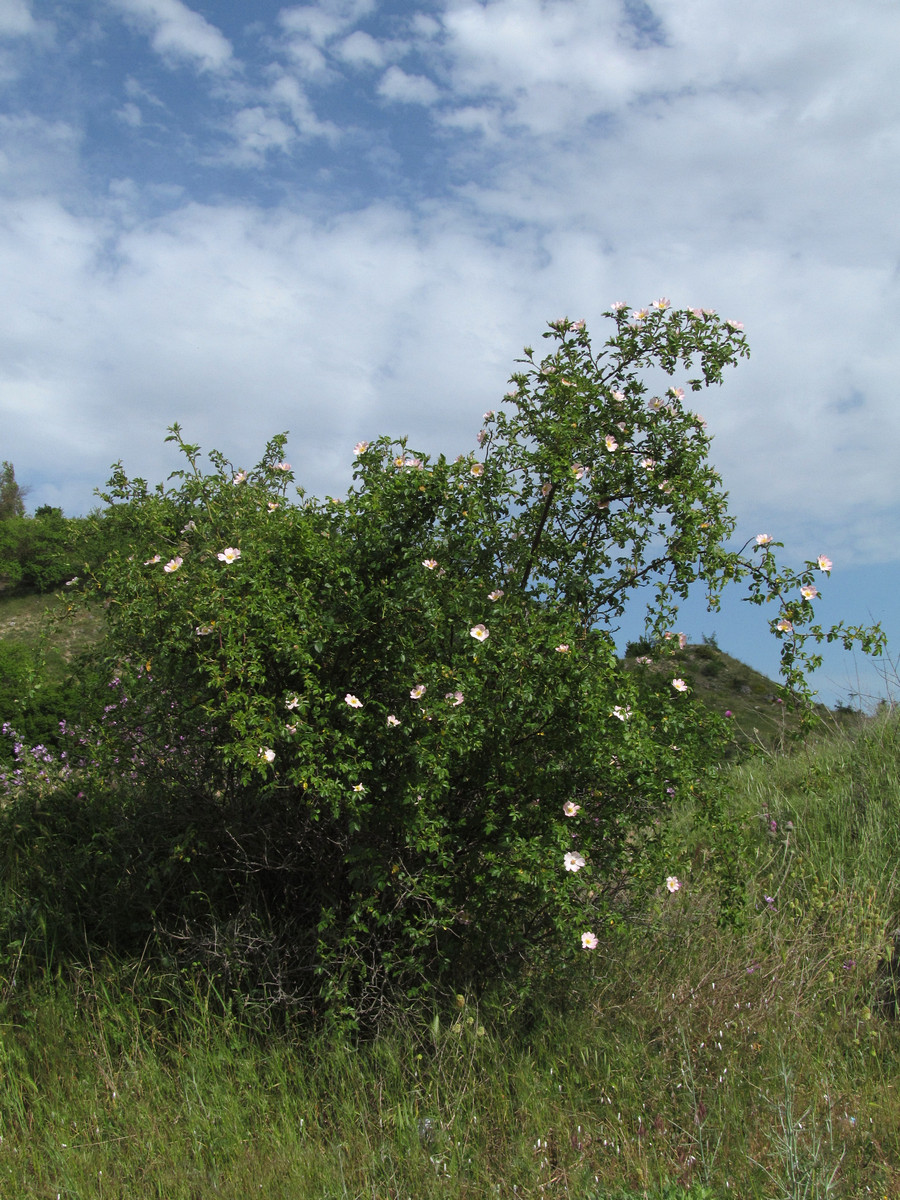 Image of Rosa corymbifera specimen.