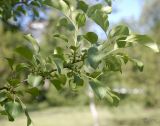 Rhamnus cathartica