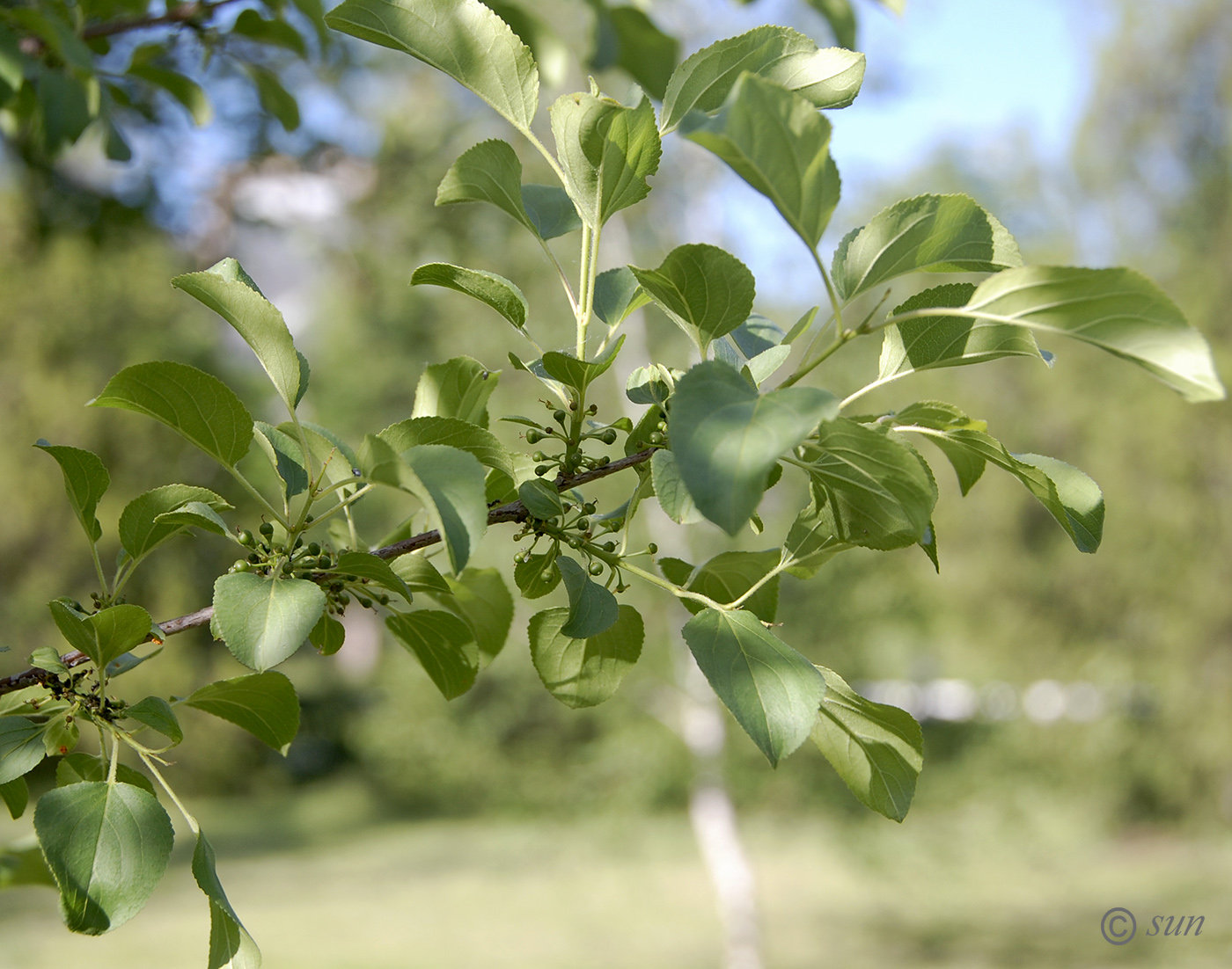 Image of Rhamnus cathartica specimen.