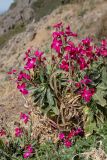 Matthiola incana