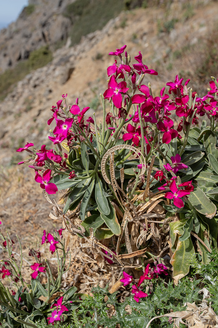 Image of Matthiola incana specimen.