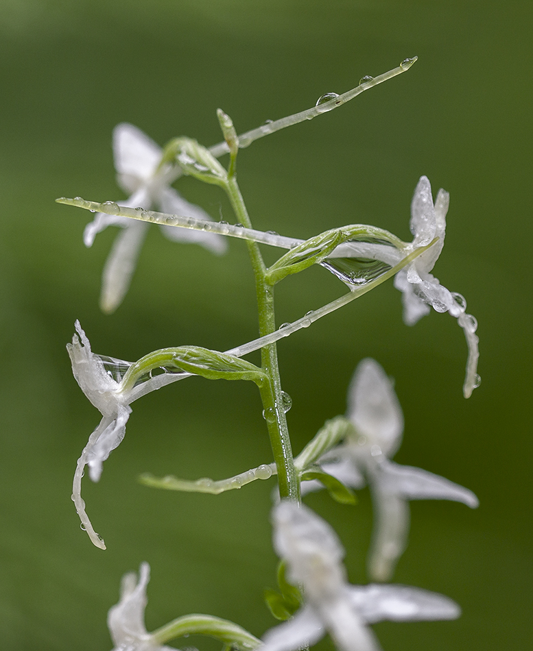 Изображение особи Platanthera bifolia.