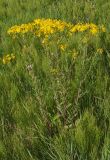 Senecio jacobaea