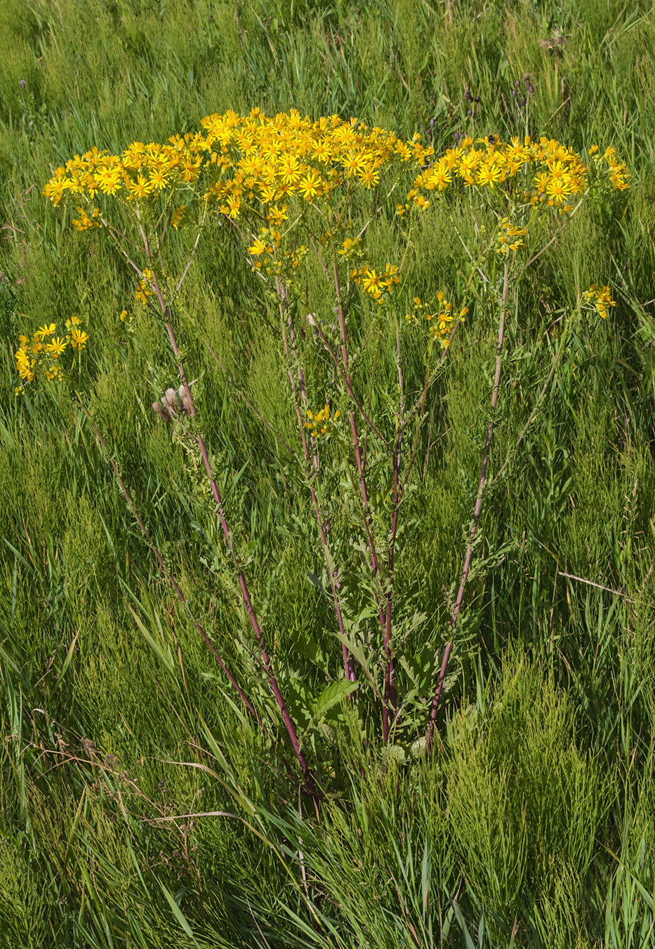 Изображение особи Senecio jacobaea.