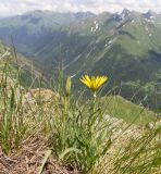 Tragopogon reticulatus