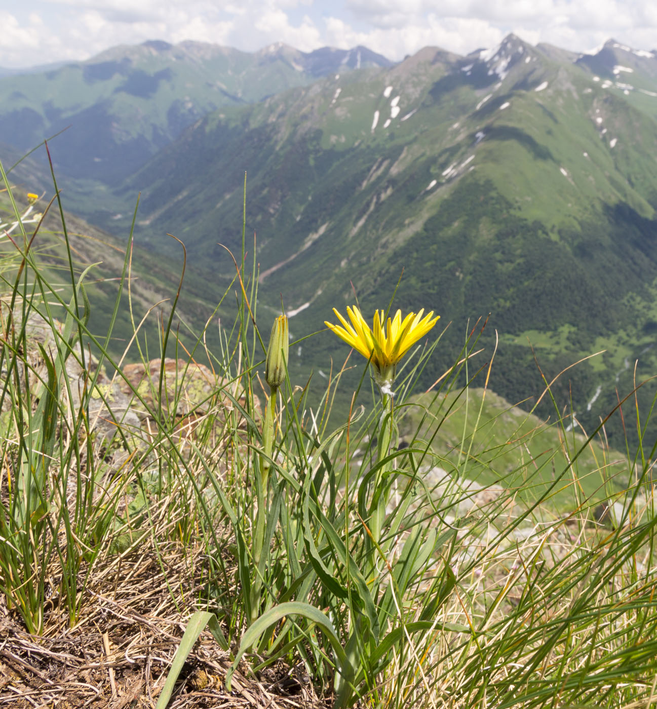 Image of Tragopogon reticulatus specimen.