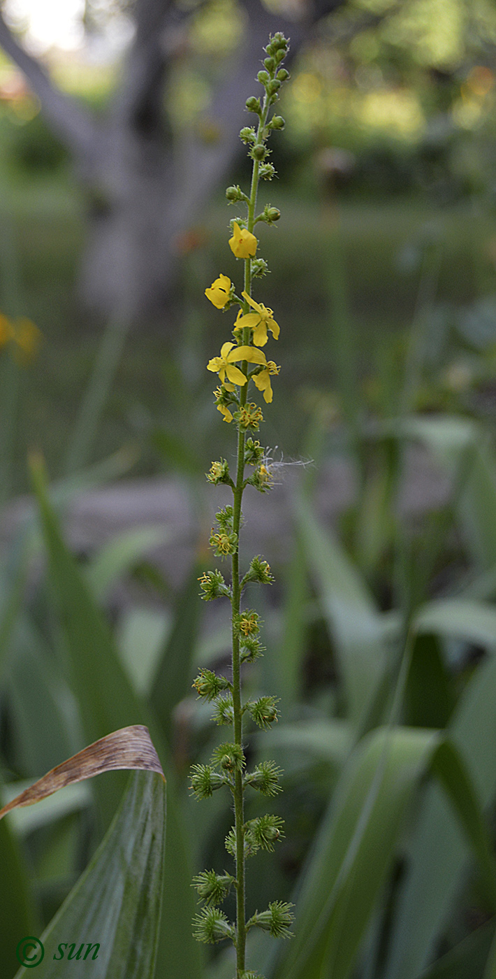 Изображение особи Agrimonia eupatoria.