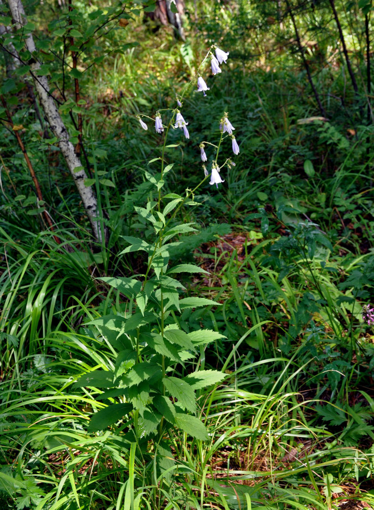 Изображение особи Adenophora liliifolia.