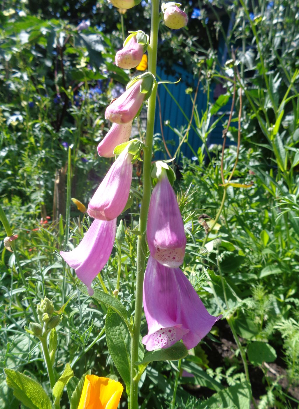 Изображение особи Digitalis purpurea.