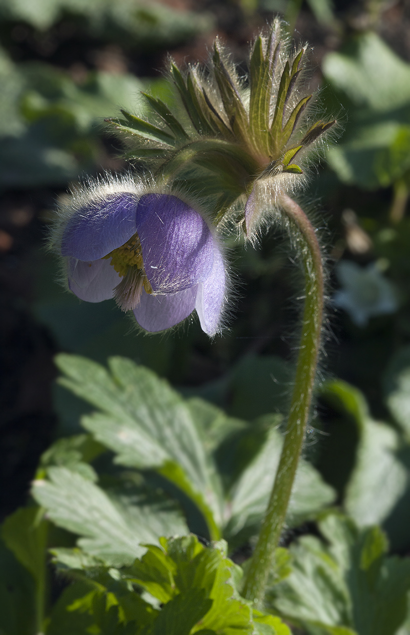 Image of Pulsatilla ajanensis specimen.