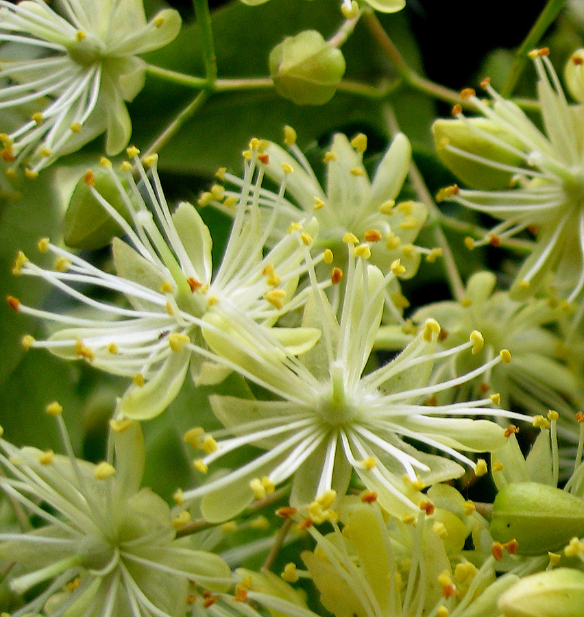 Image of genus Tilia specimen.