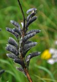 Lupinus polyphyllus. Соплодие. Владимирская обл., Суздальский р-н, окр. с. Кидекша, залежь. 18.08.2019.