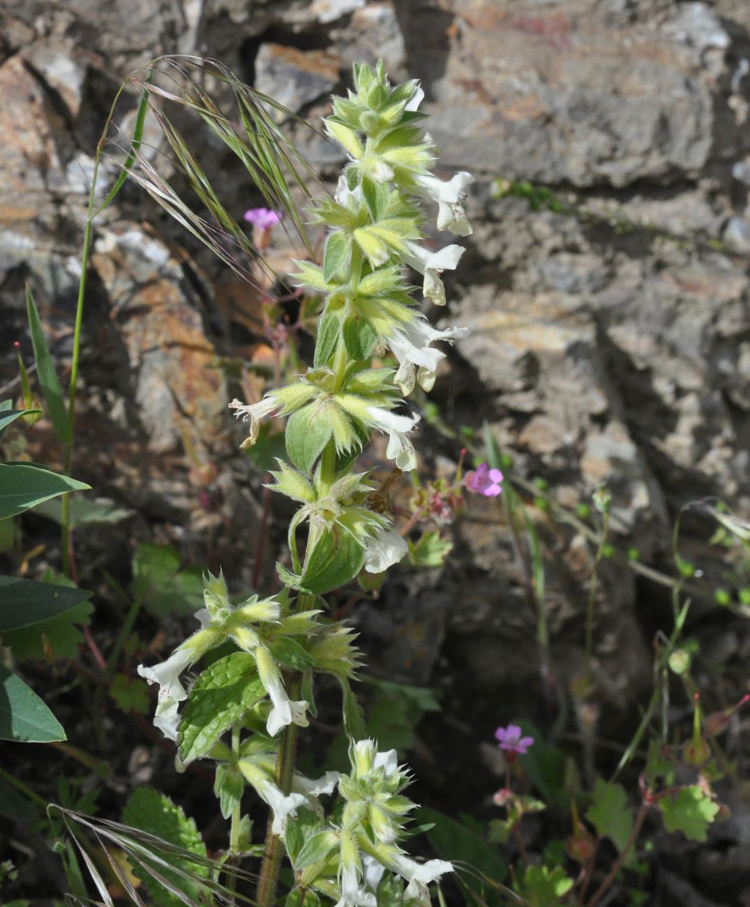 Image of Stachys annua specimen.