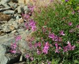 Chamaenerion colchicum. Цветущее растение. Карачаево-Черкесия, Карачаевский р-н, окр. пос. Домбай, ущелье р. Аманауз, каменистый склон. 28.08.2019.