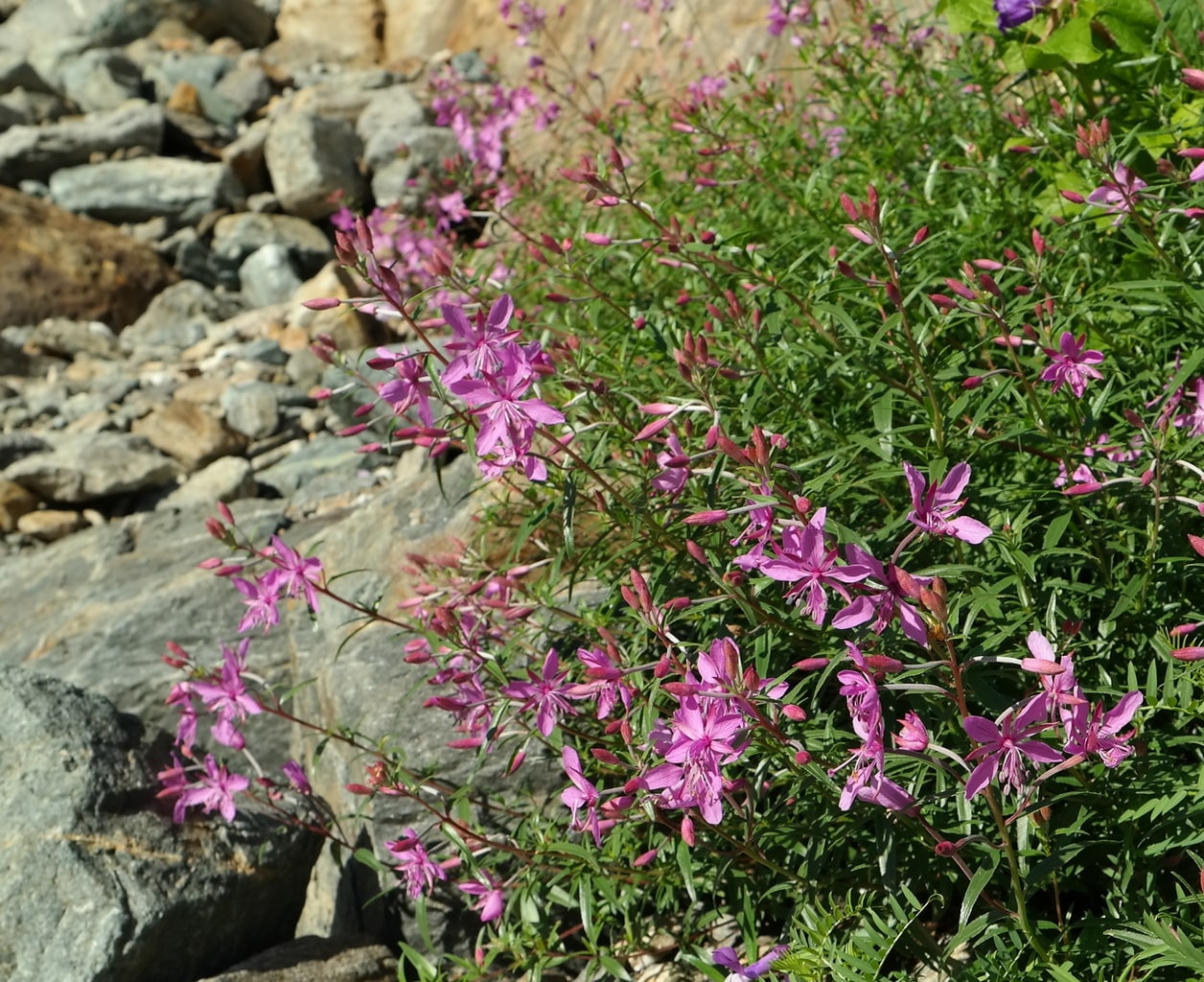 Изображение особи Chamaenerion colchicum.