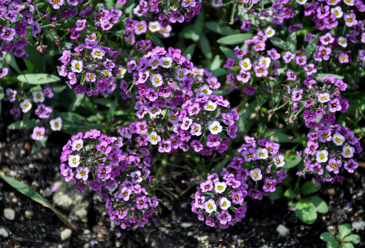 Image of Lobularia maritima specimen.