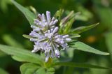 Asperula caucasica. Соцветие и листья. Республика Адыгея, Майкопский р-н, окр. с. Новопрохладное (Сахрай), хр. Передовой, сев. склон горы Большой Тхач, ур. Княжеская поляна, ≈ 1740 м н.у.м., субальпийский луг. 25.05.2019.