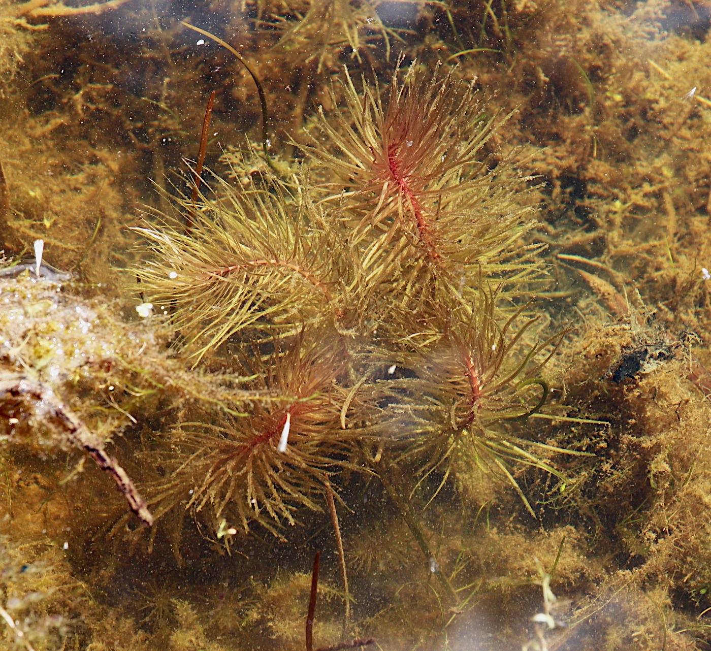 Изображение особи Hippuris vulgaris.