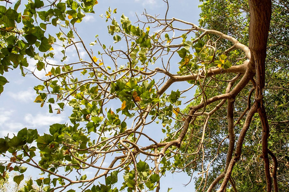 Image of Erythrina corallodendron specimen.