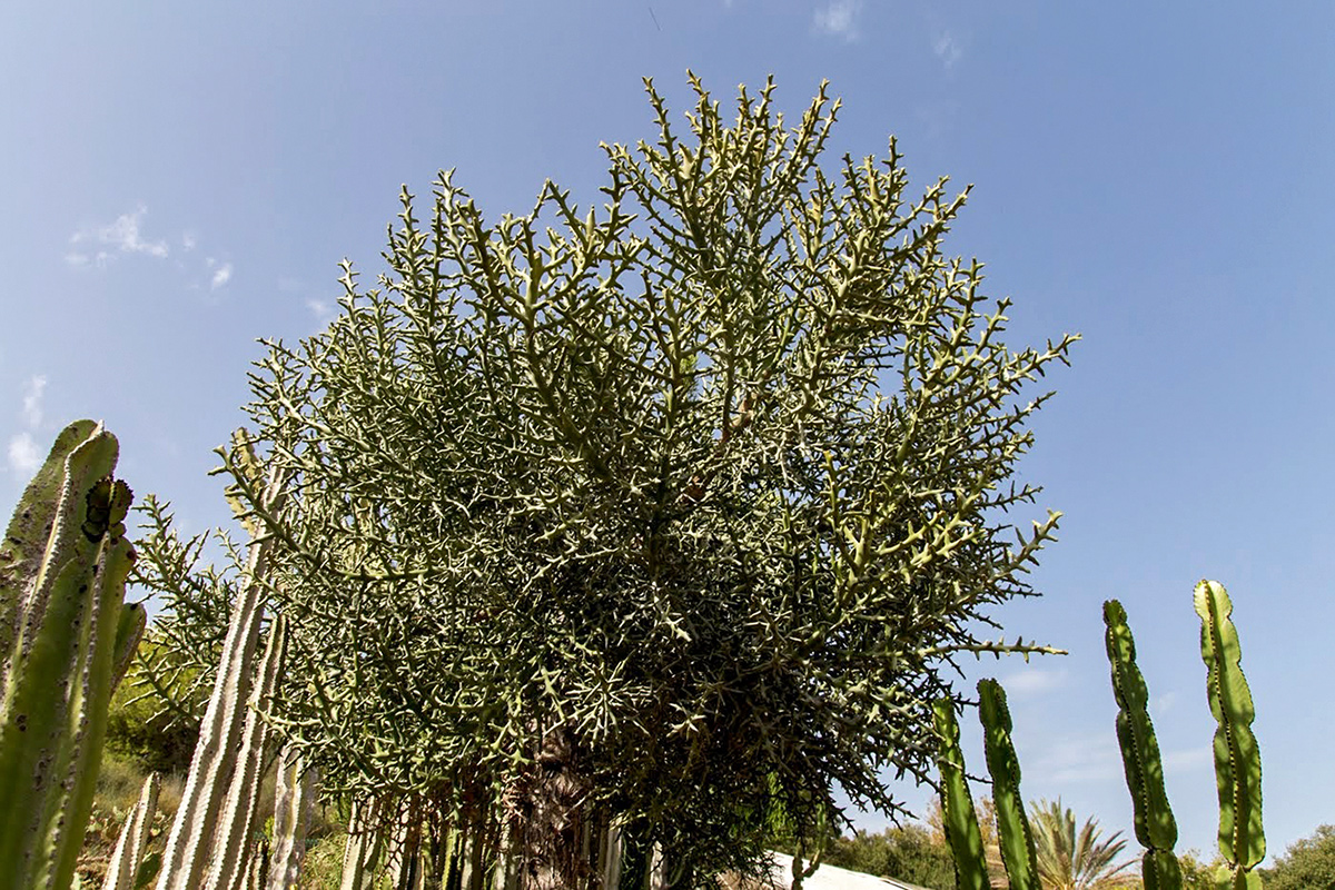 Изображение особи Euphorbia stenoclada.