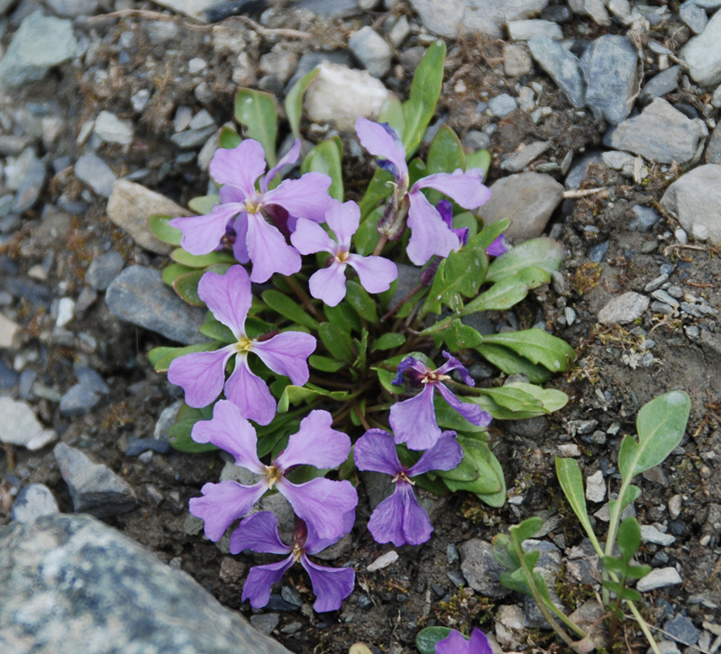 Image of Chorispora bungeana specimen.