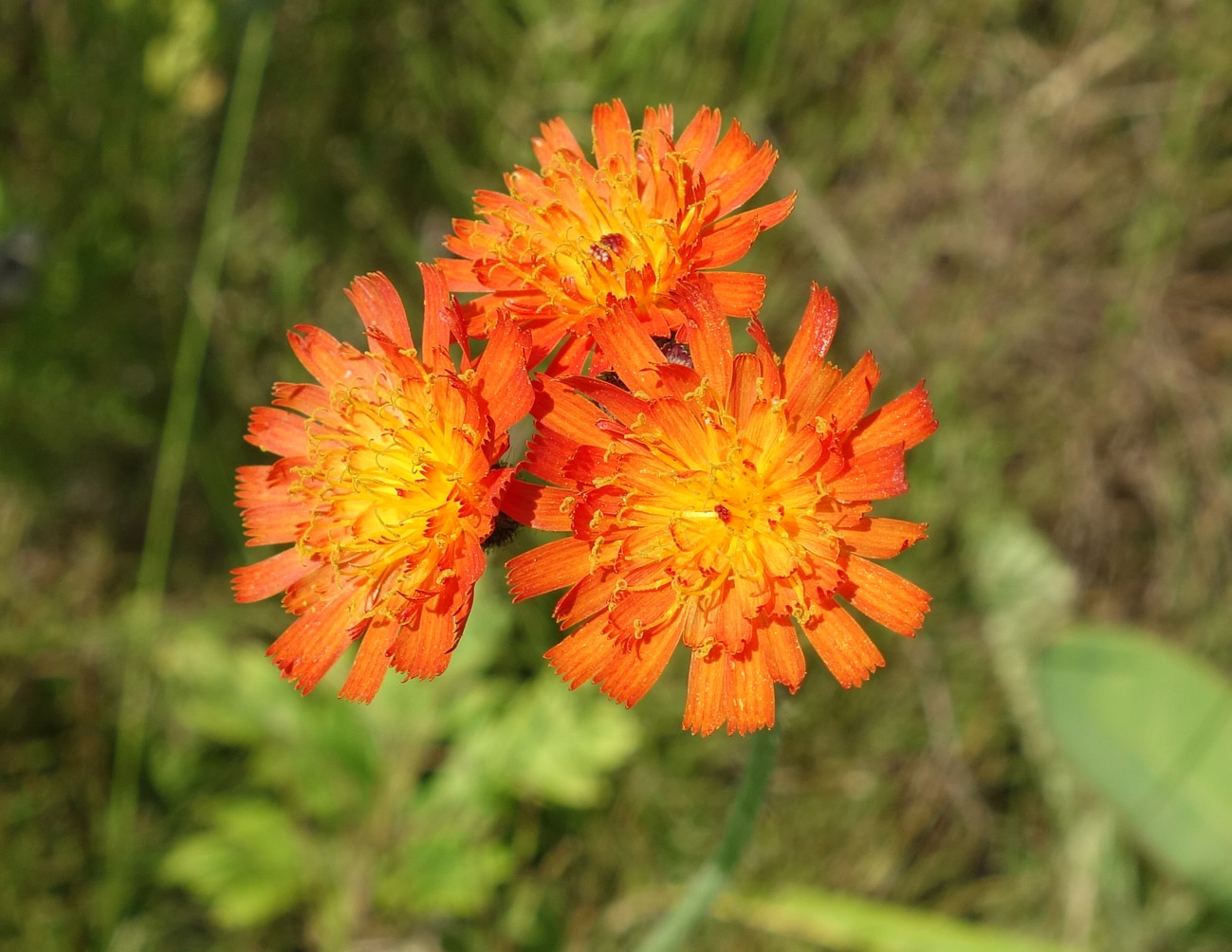 Image of Pilosella aurantiaca specimen.