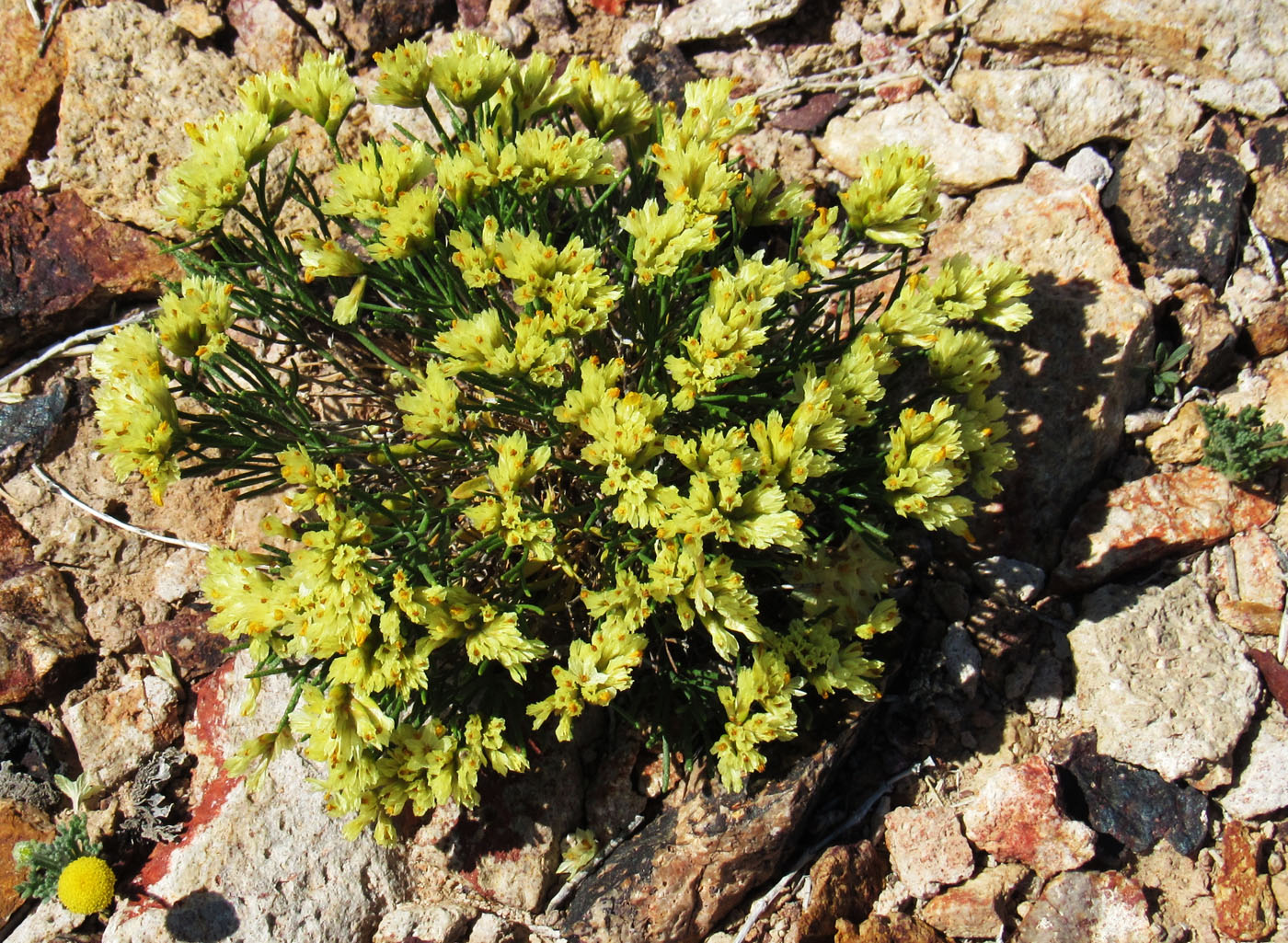 Изображение особи Limonium chrysocomum.