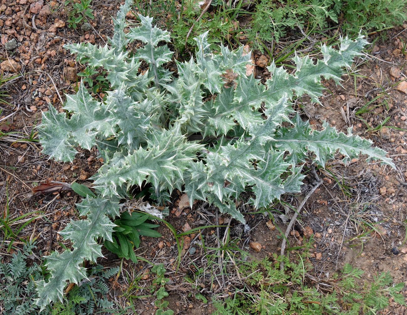 Image of Alfredia nivea specimen.