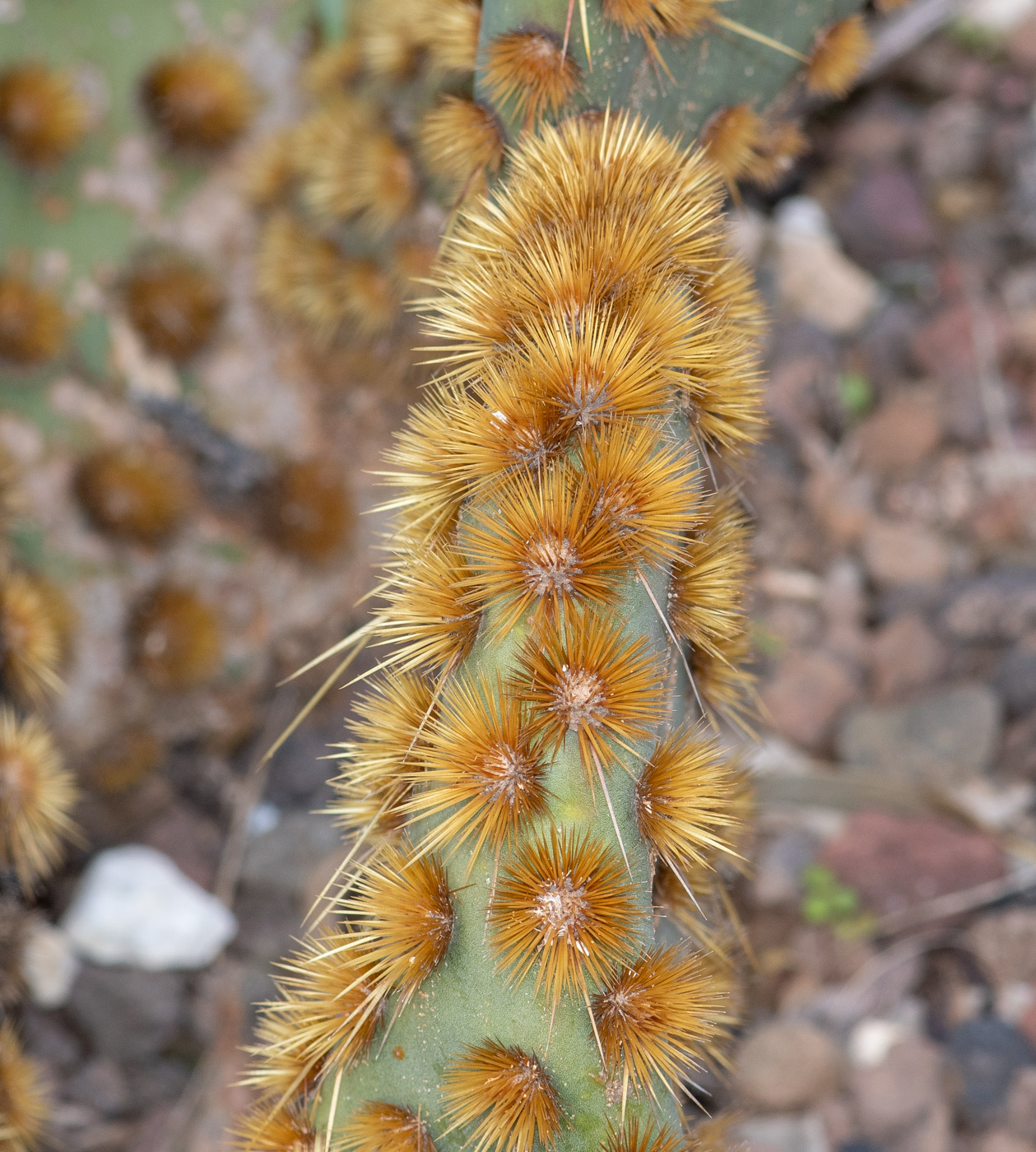 Image of Opuntia aciculata specimen.