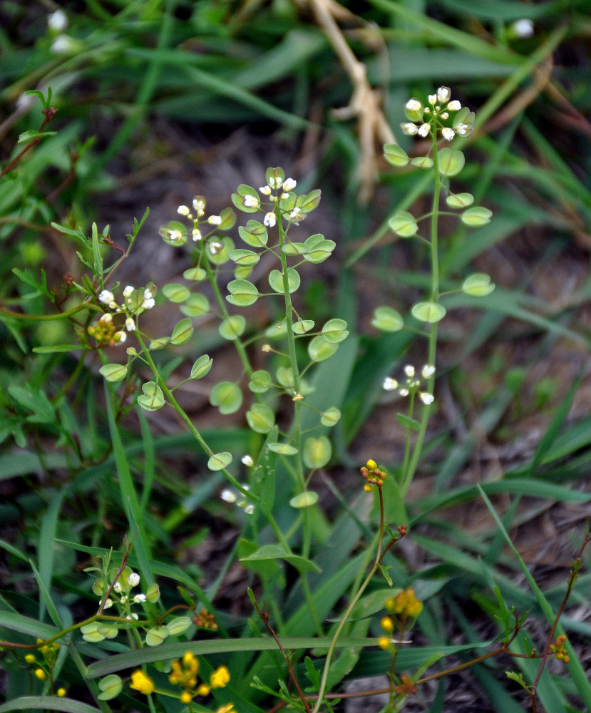 Image of Microthlaspi perfoliatum specimen.