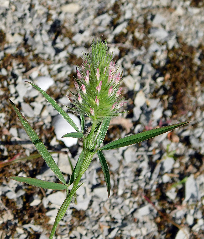 Image of Trifolium angustifolium specimen.