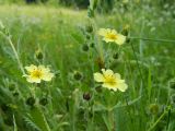 Potentilla astracanica