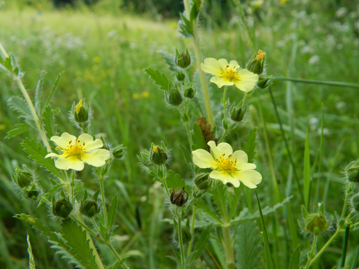 Изображение особи Potentilla astracanica.