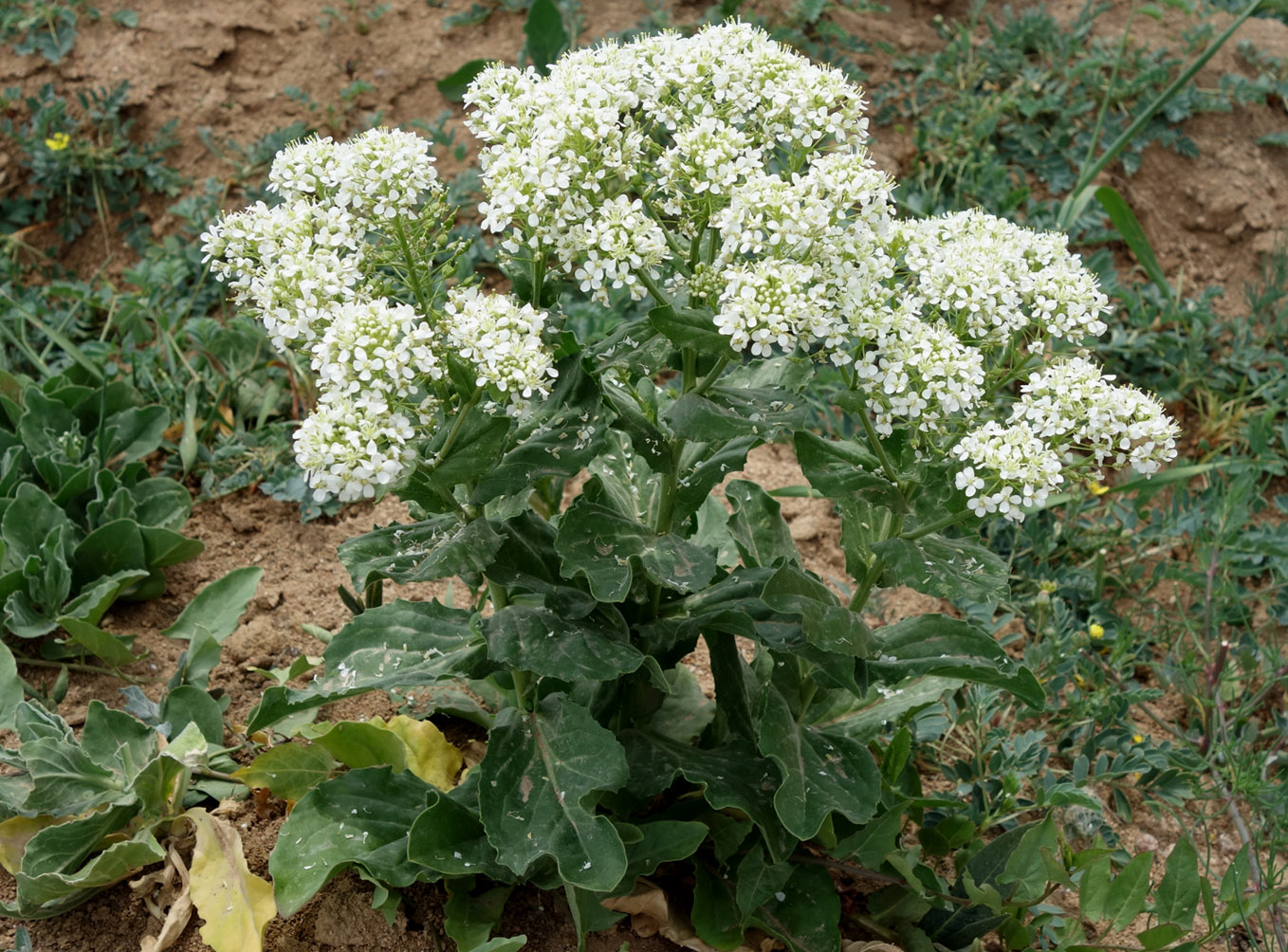 Image of Cardaria repens specimen.