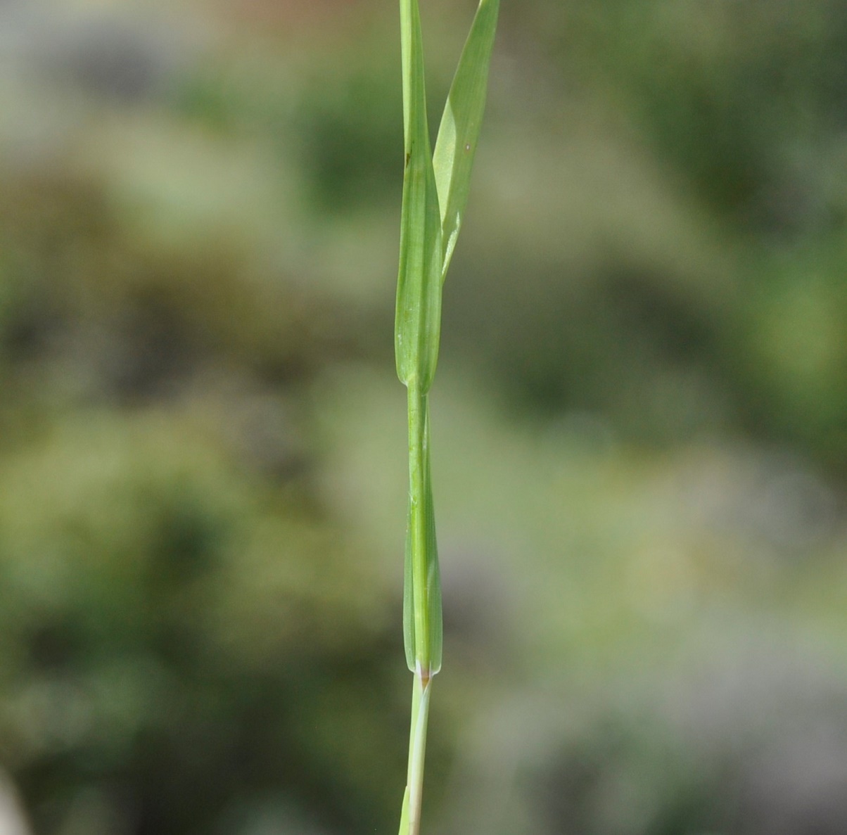 Image of Briza maxima specimen.