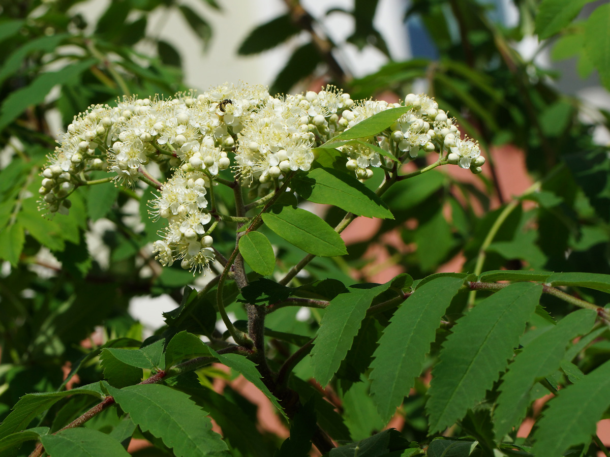 Image of Sorbus aucuparia specimen.